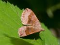 Scotopteryx chenopodiata (Shaded Broad-bar).jpg